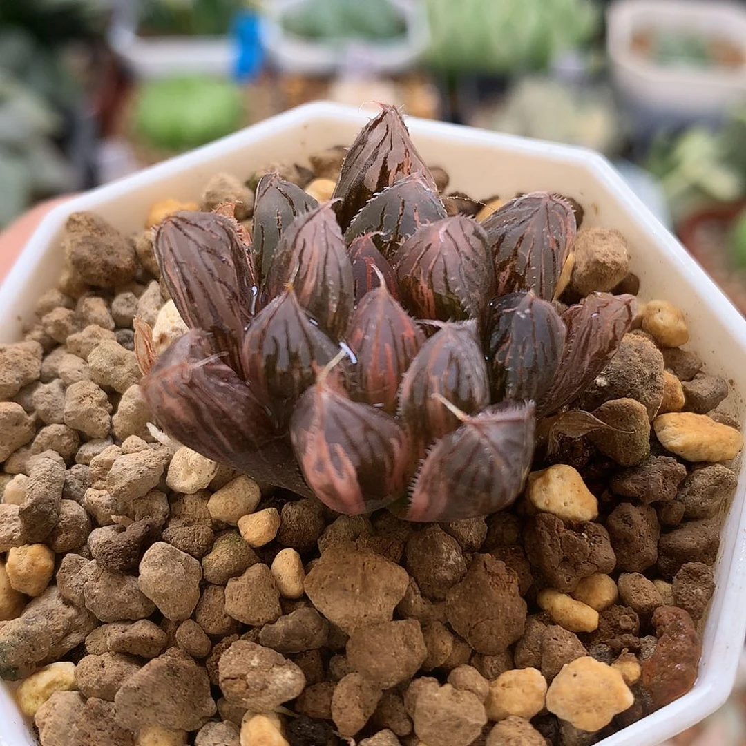 胭脂玉露inelkukk