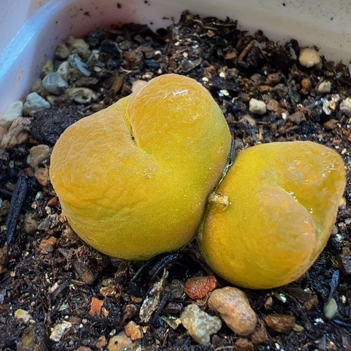 863多肉植物种类多样