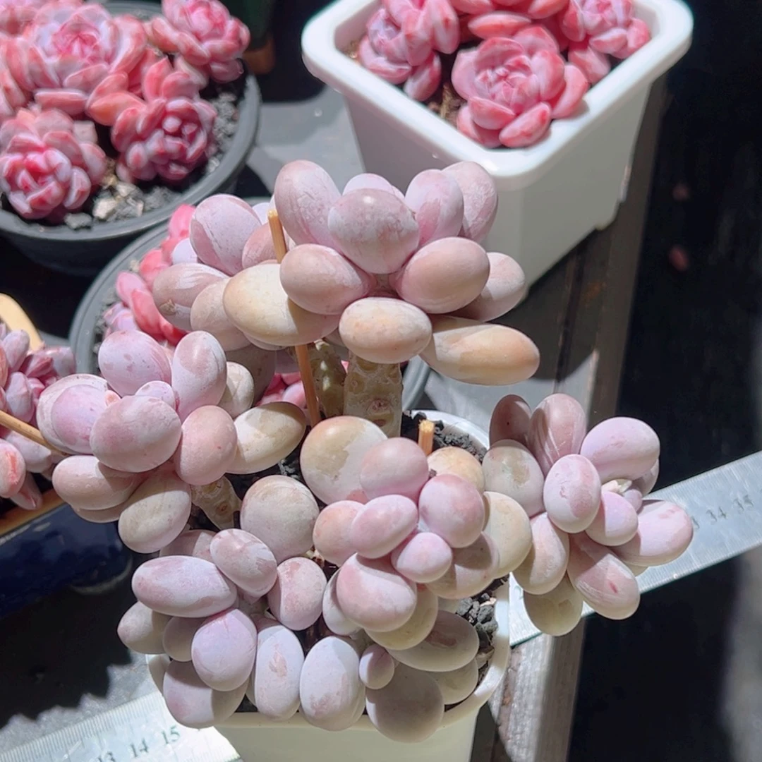 娜***娜原始奶酪老桩多肉