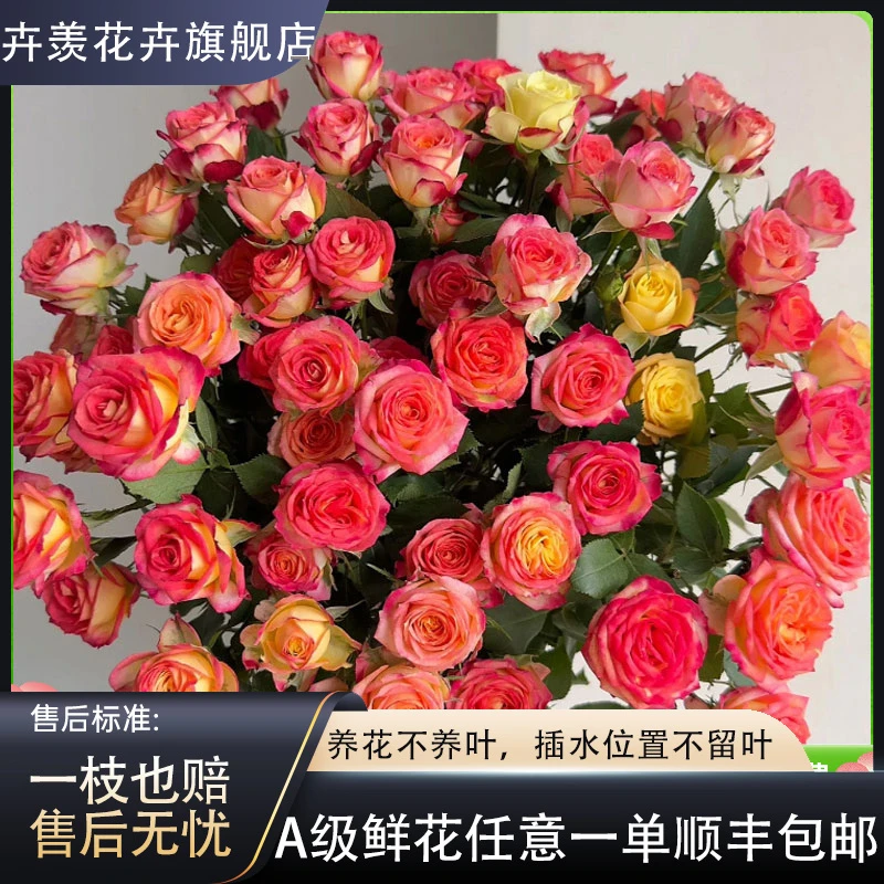 【一品花集】爱丽丝多头玫瑰精选鲜花新鲜 全场任意鲜花满两单包邮