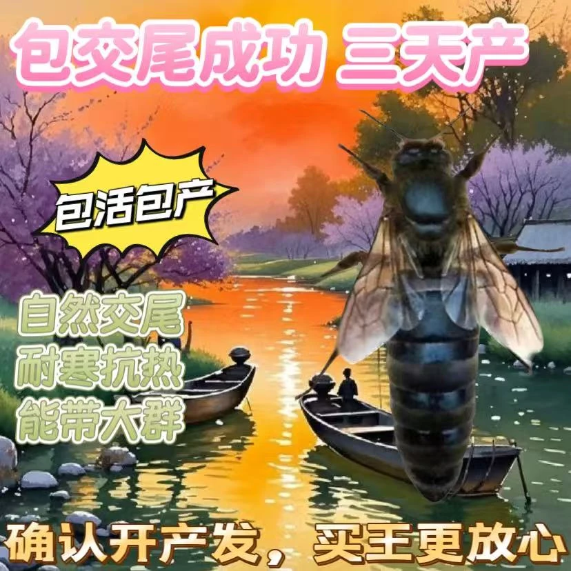 【已开产2个月产王】中蜂种王优质种王高产蜜蜂蜂王产卵王开产王