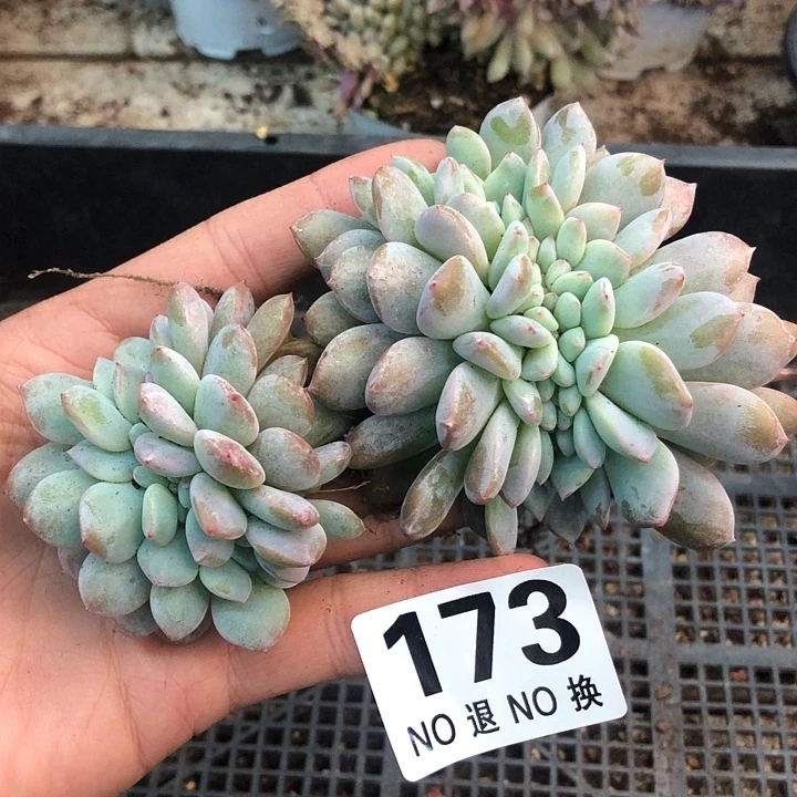 星影石榴籽福利出咯 173