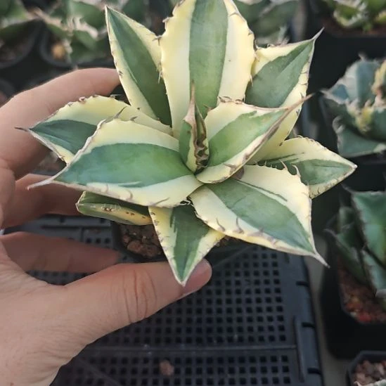 暴牙仁王冠龙舌兰