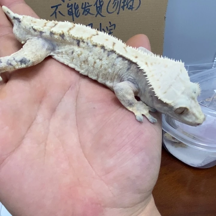 睫角守宫12.4十九