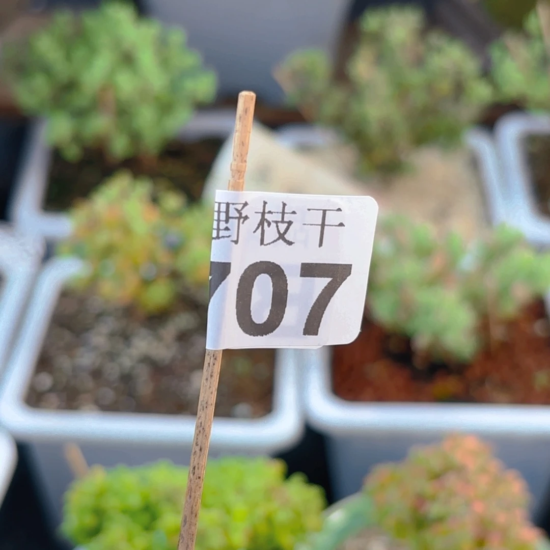 格蜜橘和冰晶枝干 707。