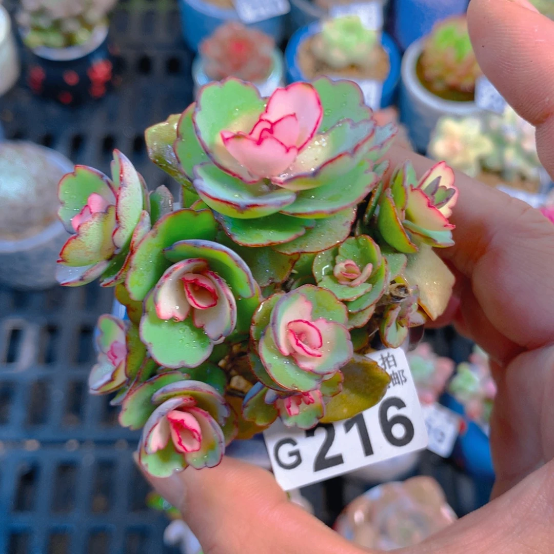 精控多肉植物量拍216