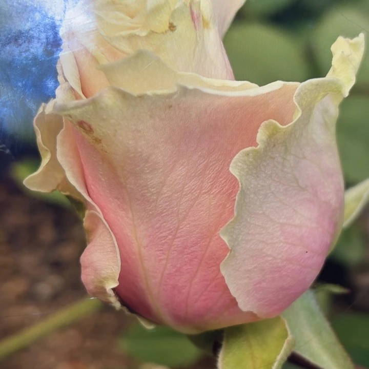 无花朵真的爱你小苗