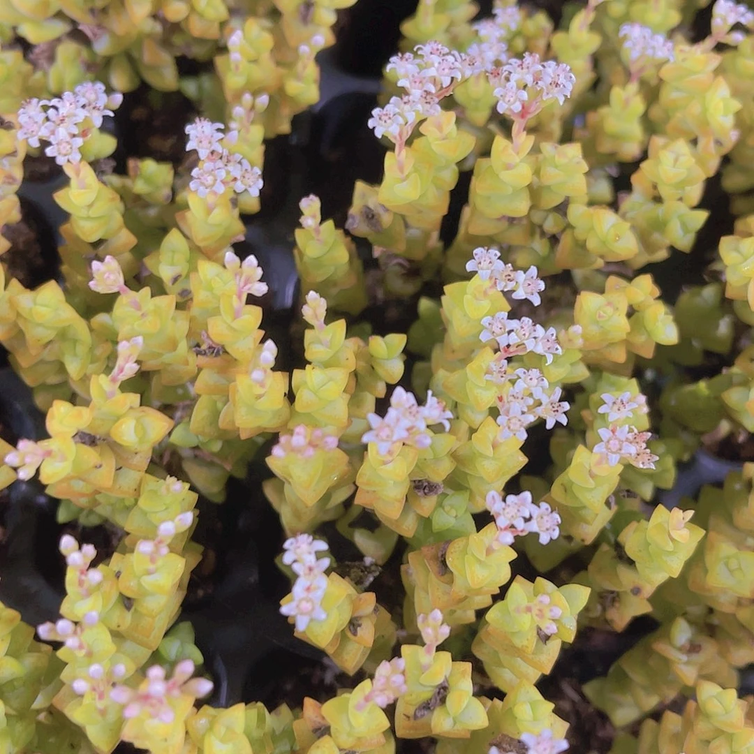 精品小米星满9.9包邮