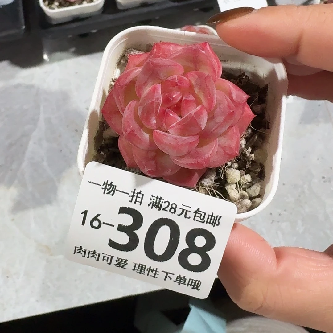 长相思无盆土发货无