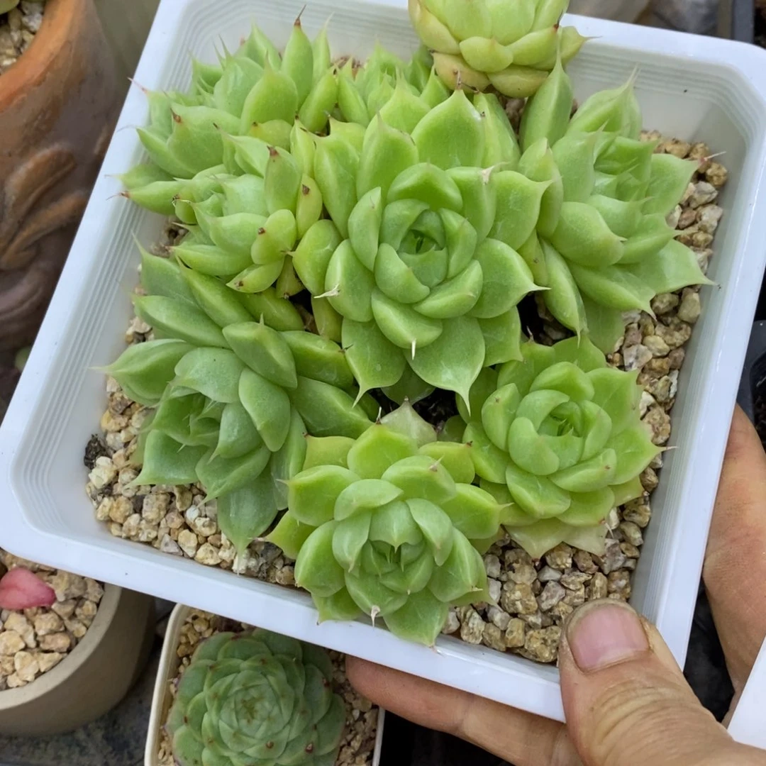 精品多肉一物一拍不包整272