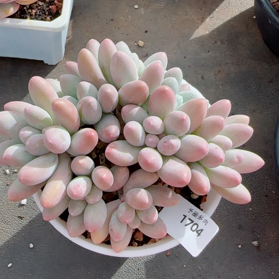 汤圆无砍，1704多肉植物