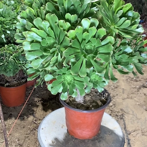 原始绿多肉植物法师1号