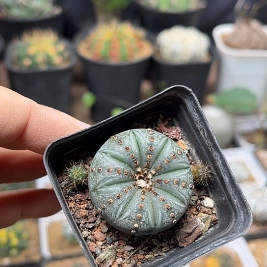 无花朵艳姬士童带崽