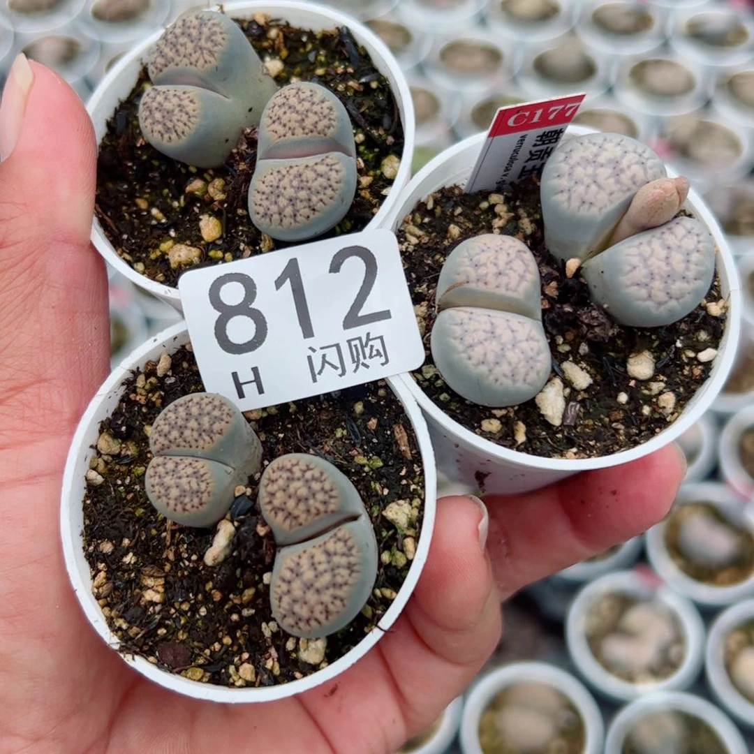 无花朵锦*我很喜欢这个H812