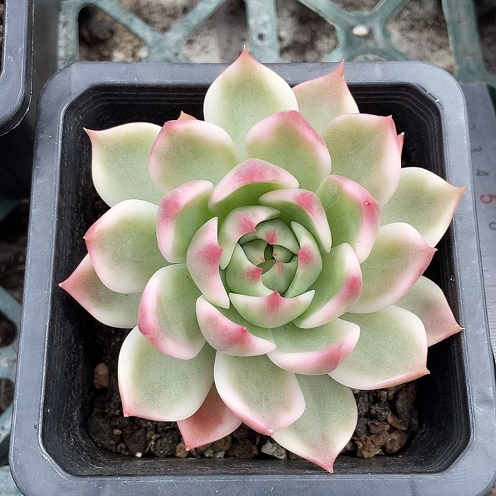 灵魂锦一物一拍锦龙