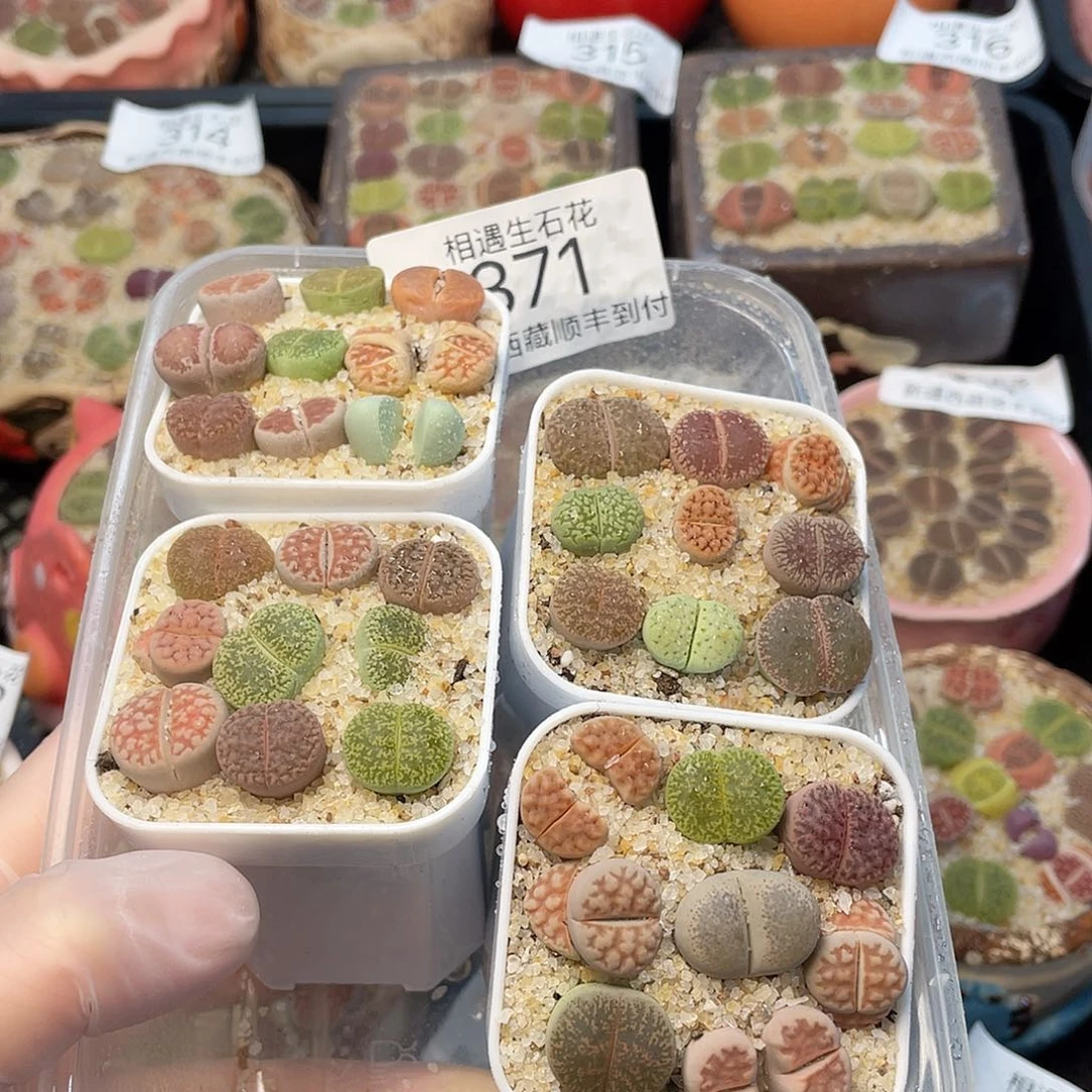 相遇开播福利371