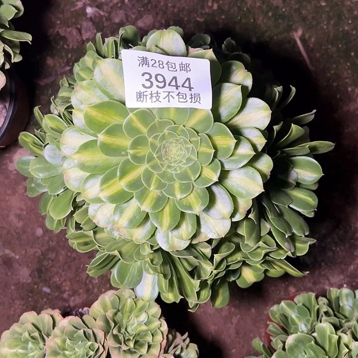 3944翡翠琉璃多肉植物