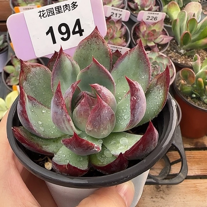 194 惊鸿仙子多肉植物