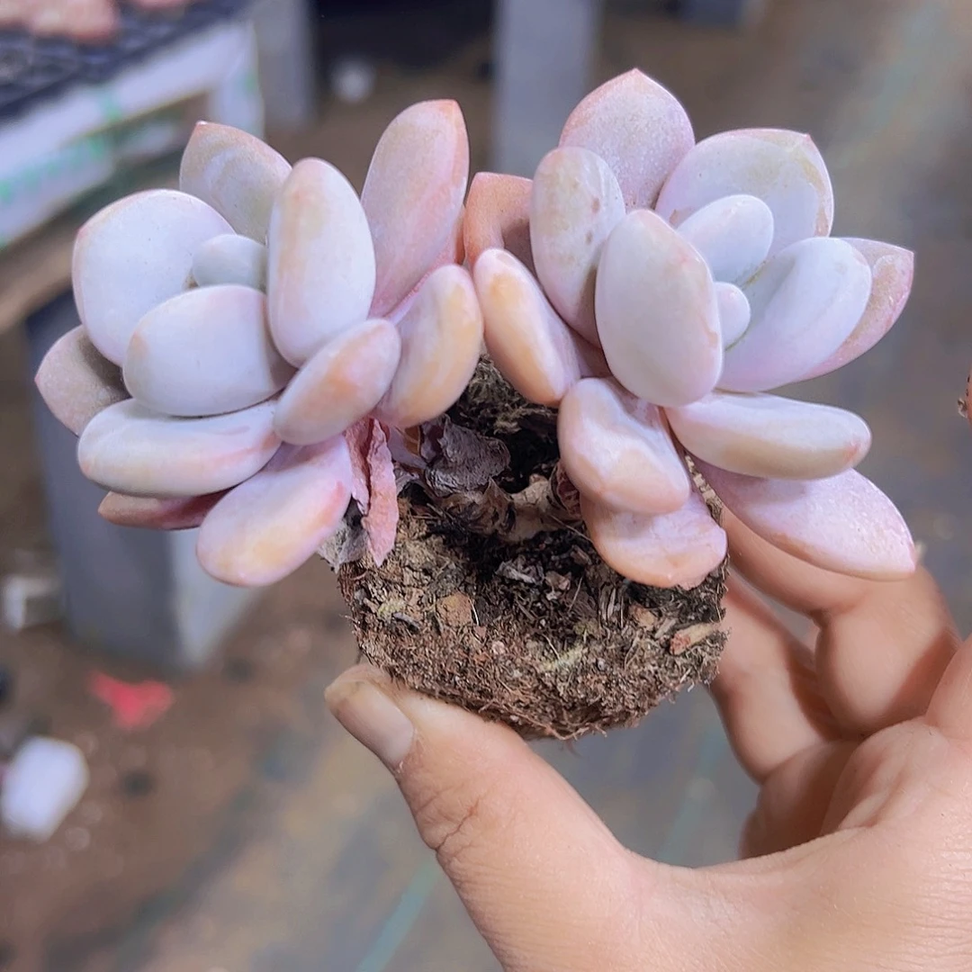 双头老桩粉兔19包邮