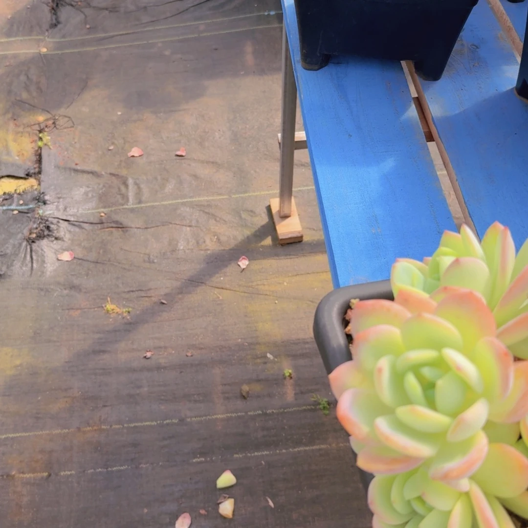 菲***儿1109柠檬茶凡艺多肉