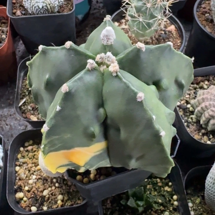 核桃锦实生仙人球