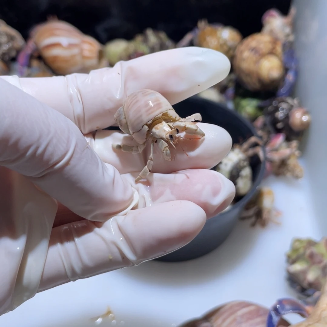 D5 紫陆磨尖奶茶色1.0口
