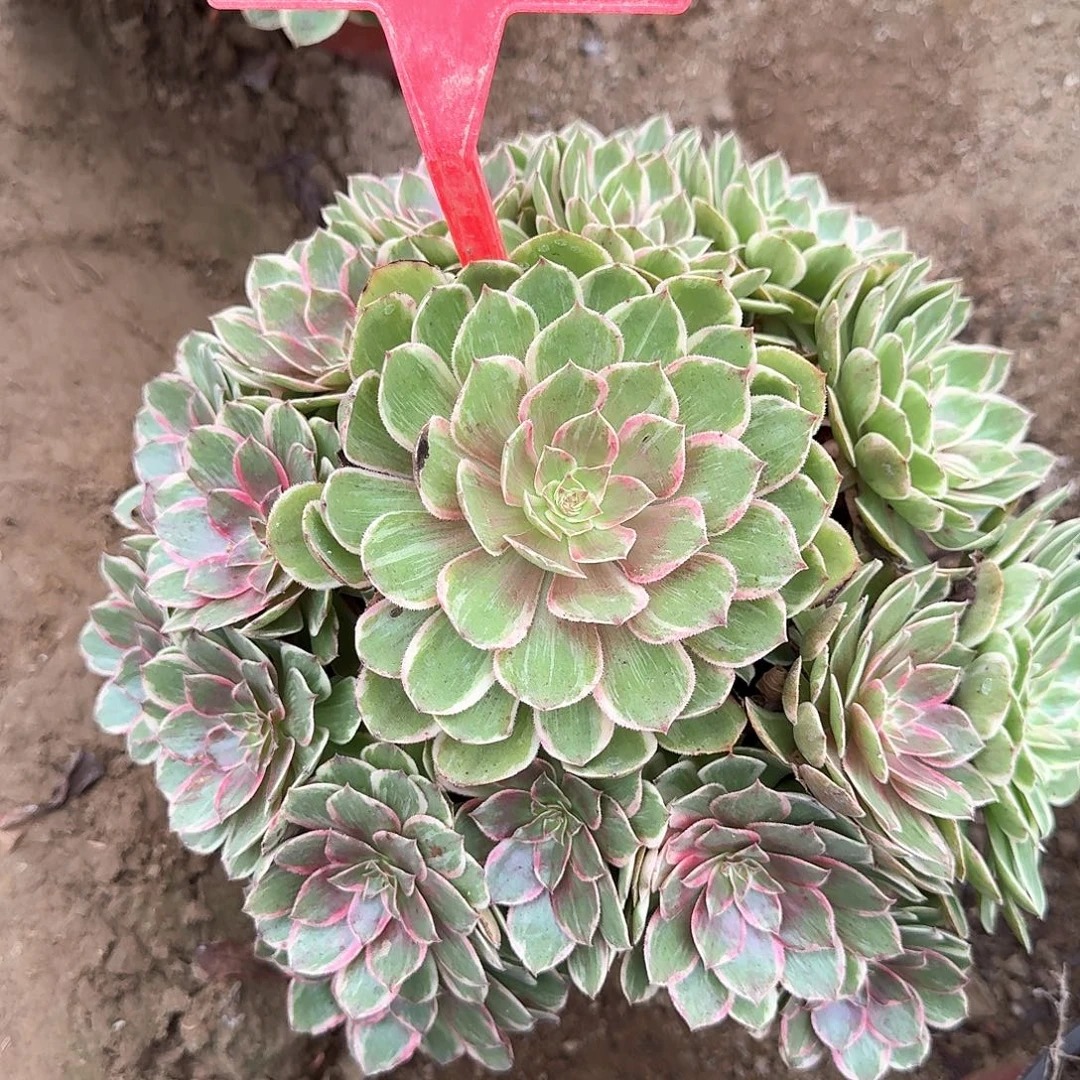 4-16莲花座多肉法师