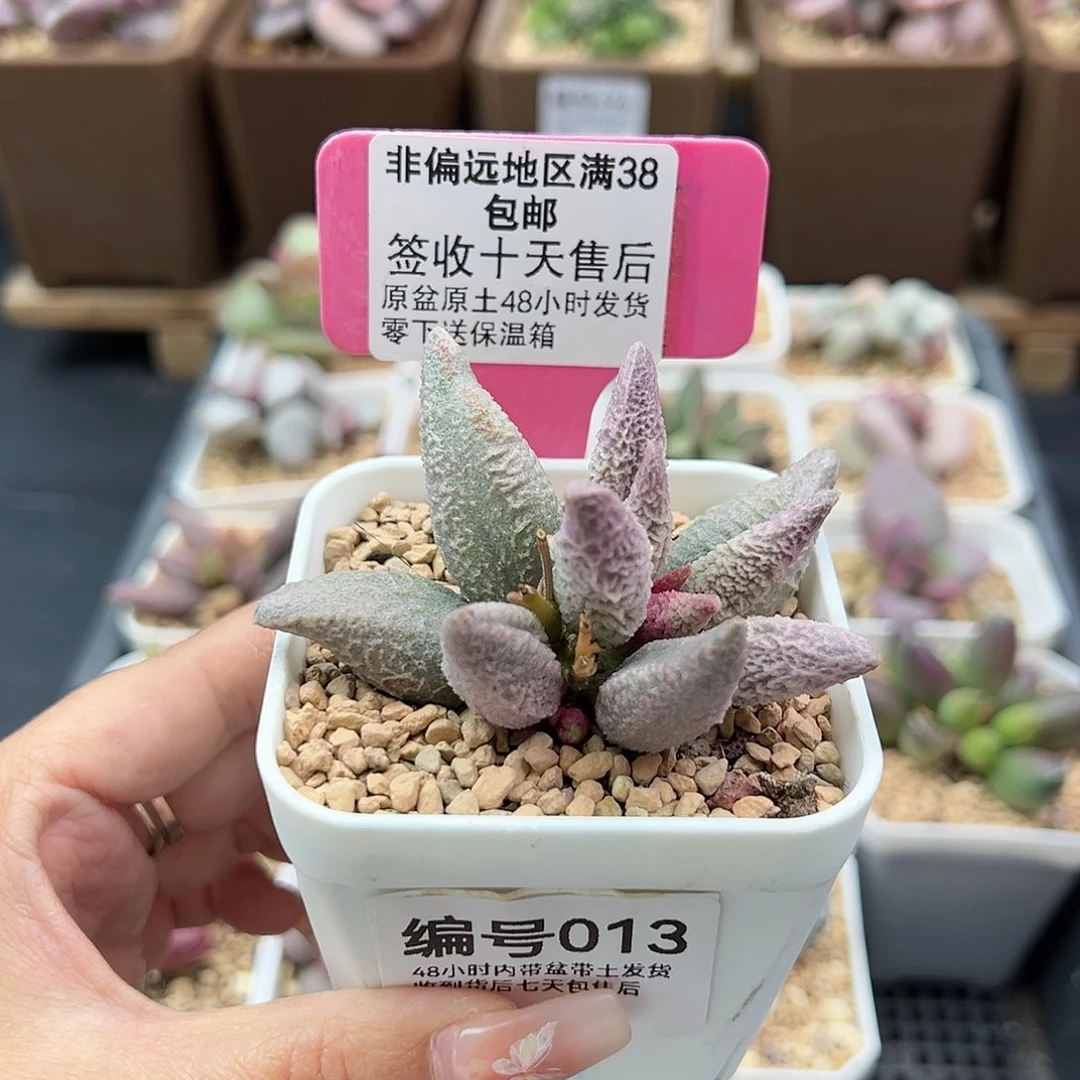 013融化纹冰淇淋多肉植物