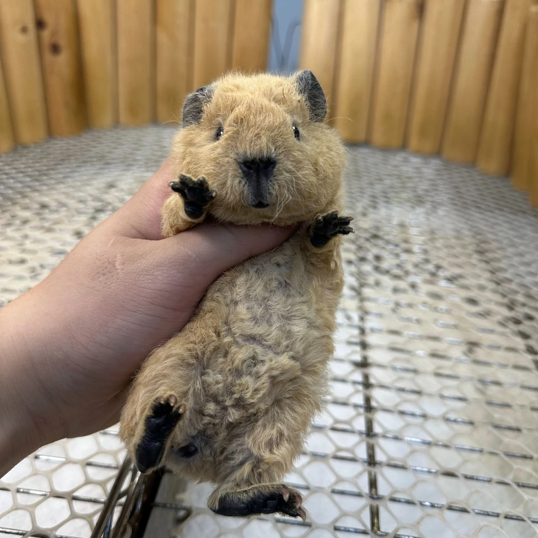 17咖色泰加弟弟京东快递包邮豚鼠