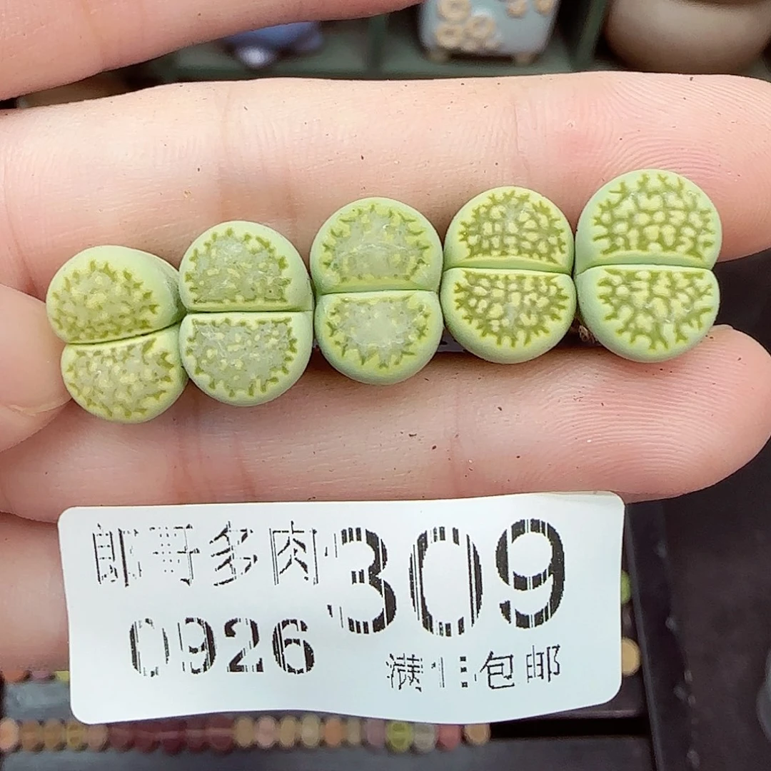*****满满18包邮0926-309