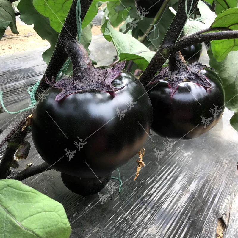 福顺德紫圆茄 油亮抗病产量高种子类别蔬菜种子