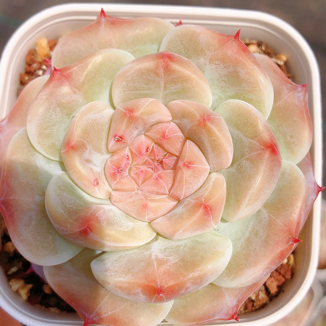 多肉植物   玉面狐狸一颗（尺寸4-5左右）满28包邮除偏远