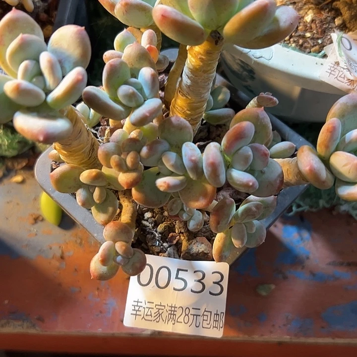 幸运的是我还在努力地