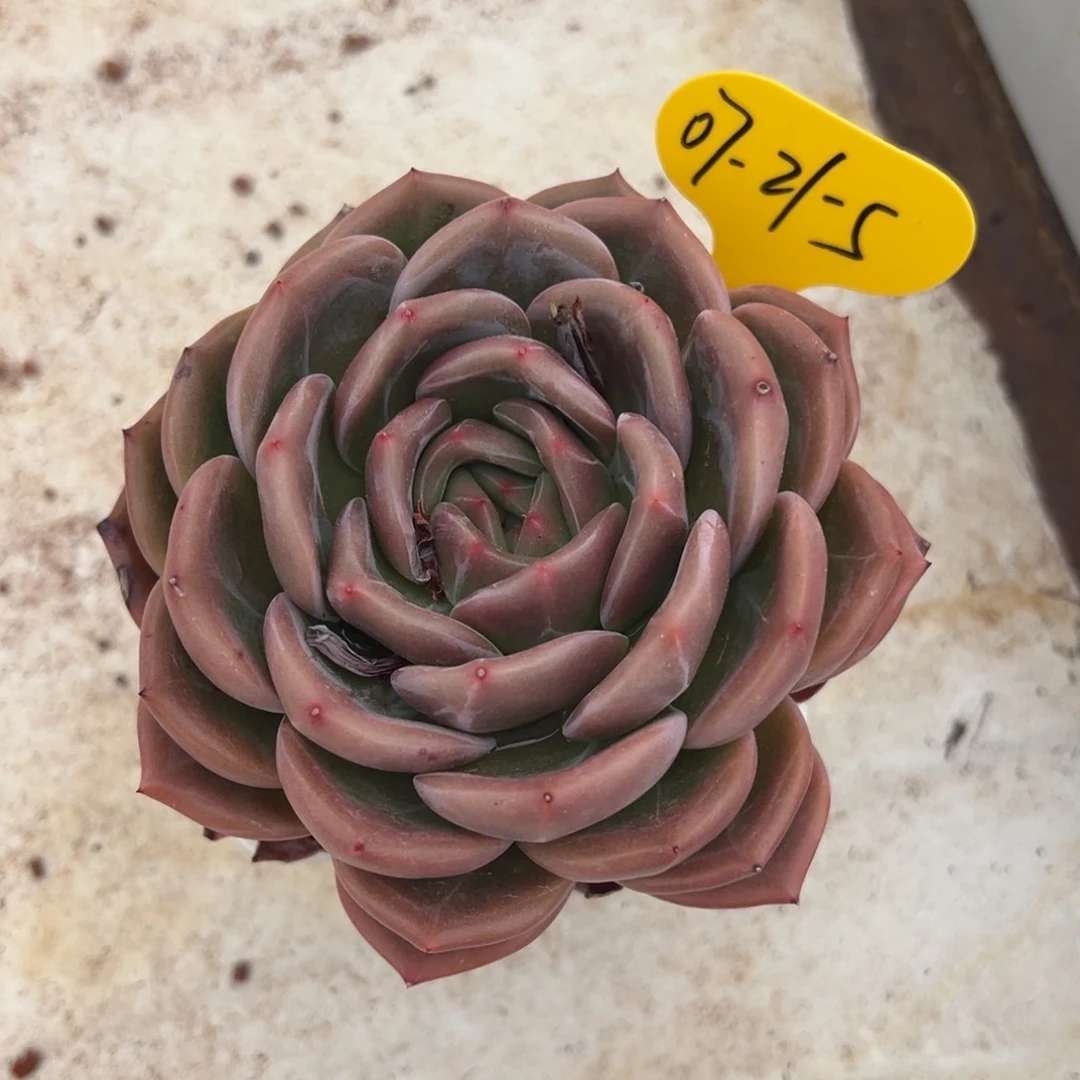 07-21-5暗夜精灵多肉植物