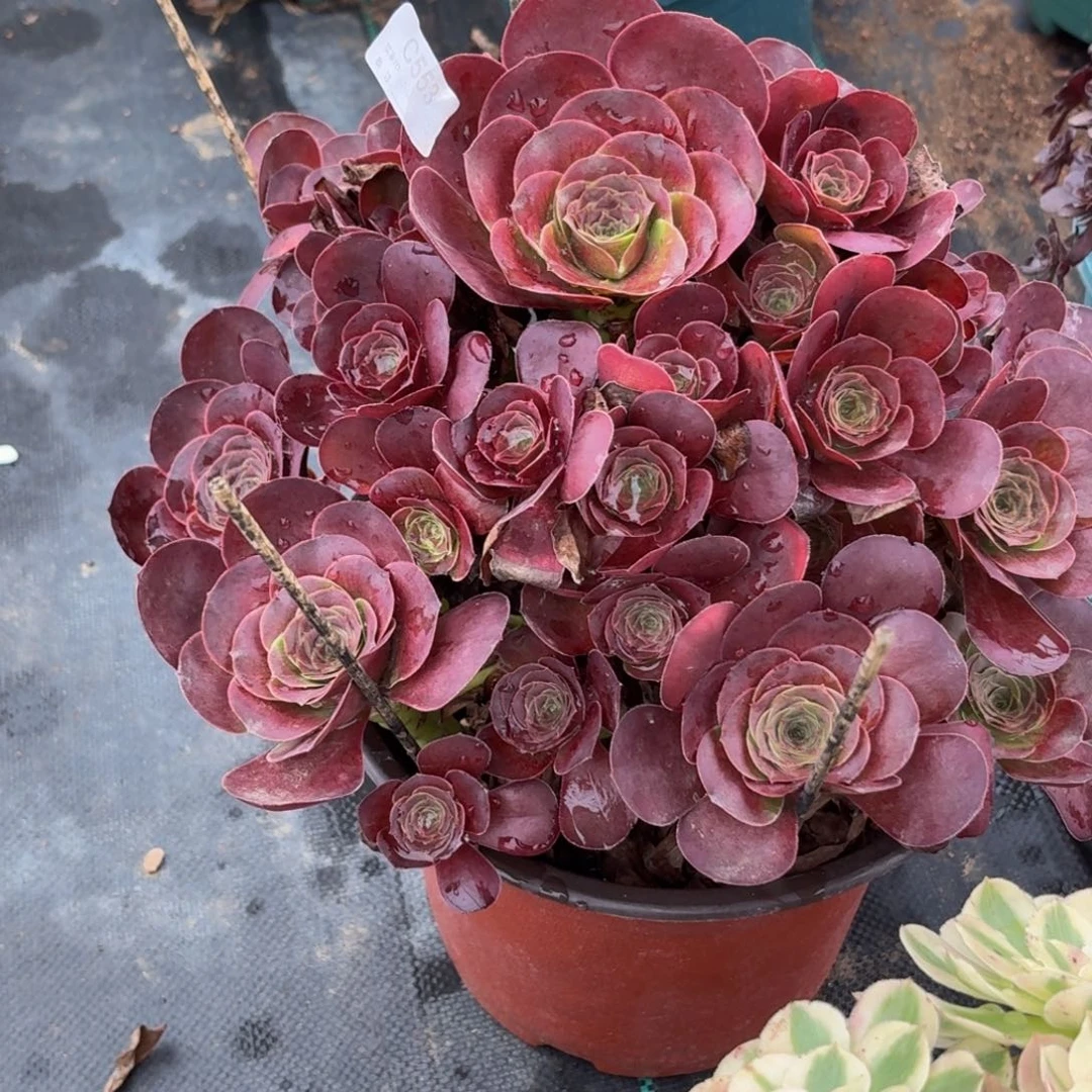 553魅金多肉植物发货