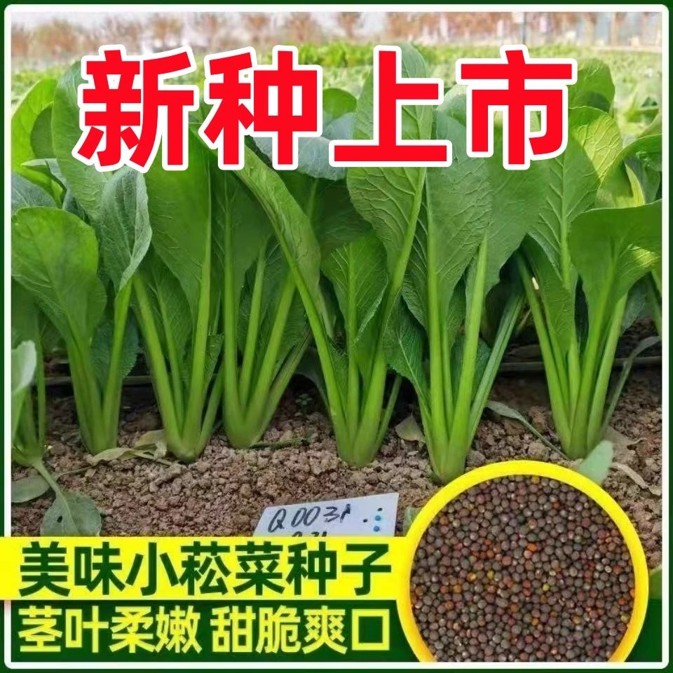秀美小松菜种子小菘菜青梗菜青松蔬菜种子大全甜脆四