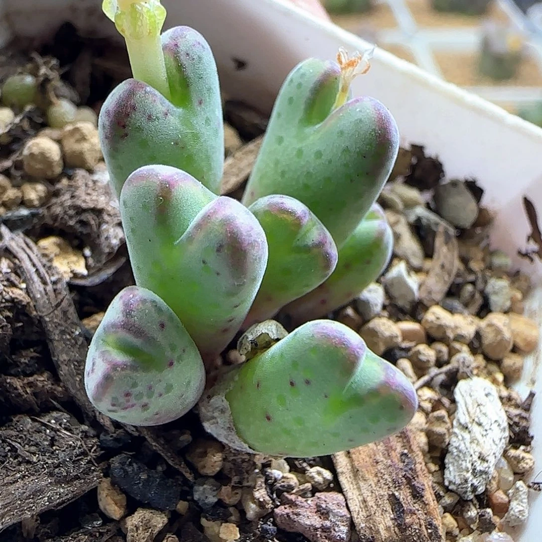 原始斑马杂。       55174