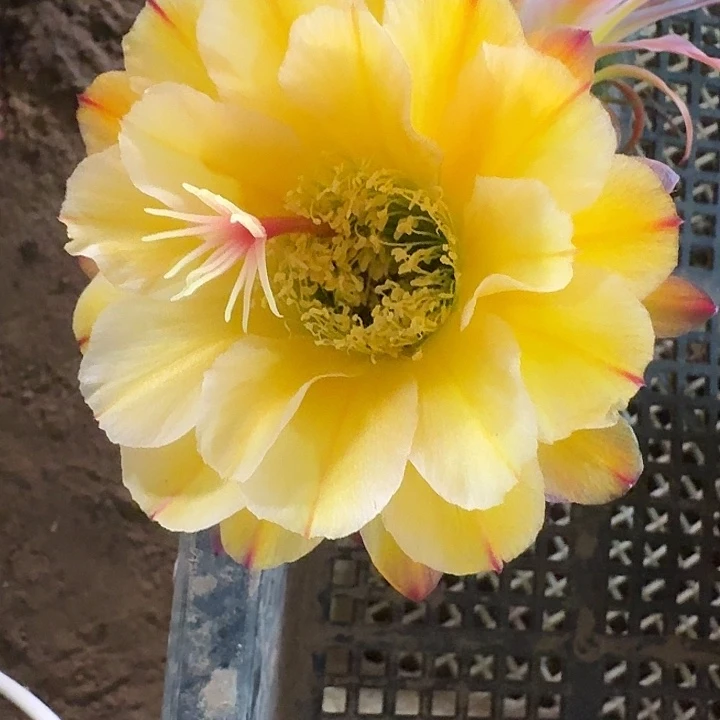 法一带根高13公分毛花柱