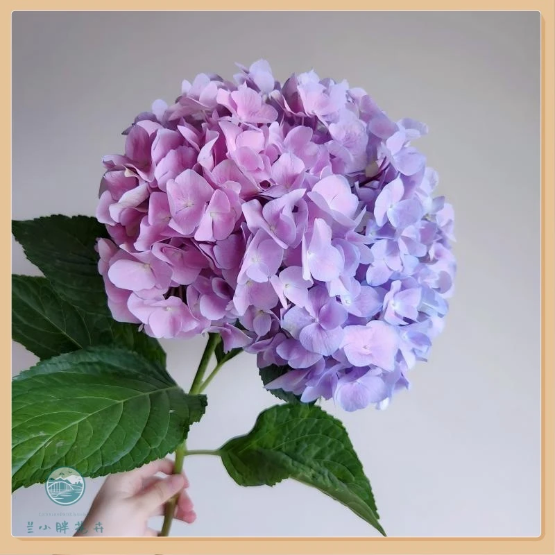 【兰小胖】精选A级-粉紫色绣球1枝（注意：需添加可利鲜HVB/新手慎拍）