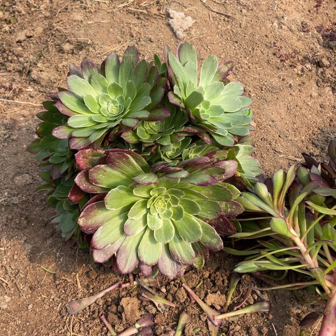 万花筒多肉法师断枝不包