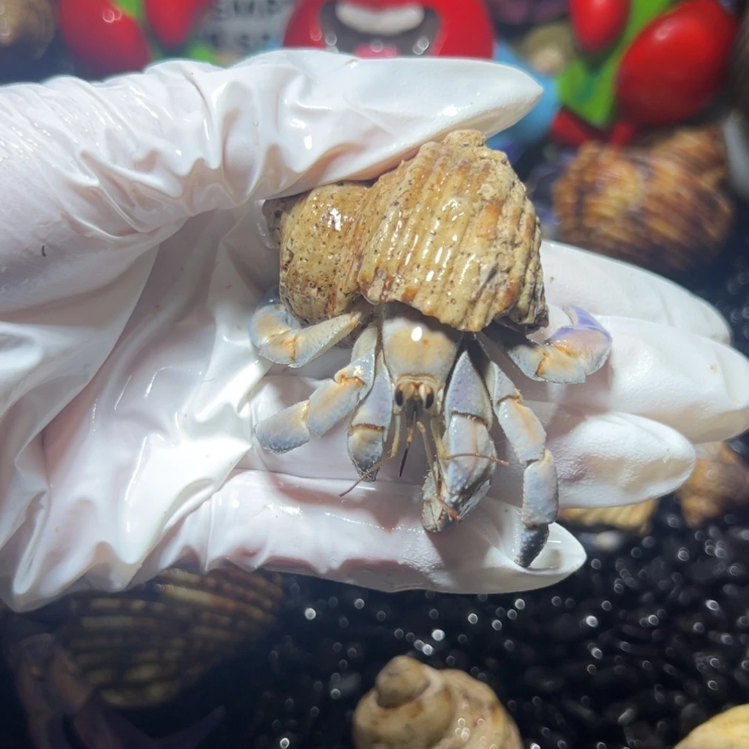 淡蓝绝绝口径2.4口