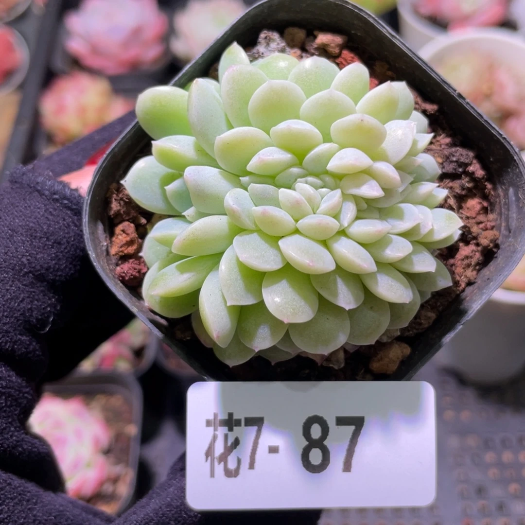 花利美7-87新品缀化