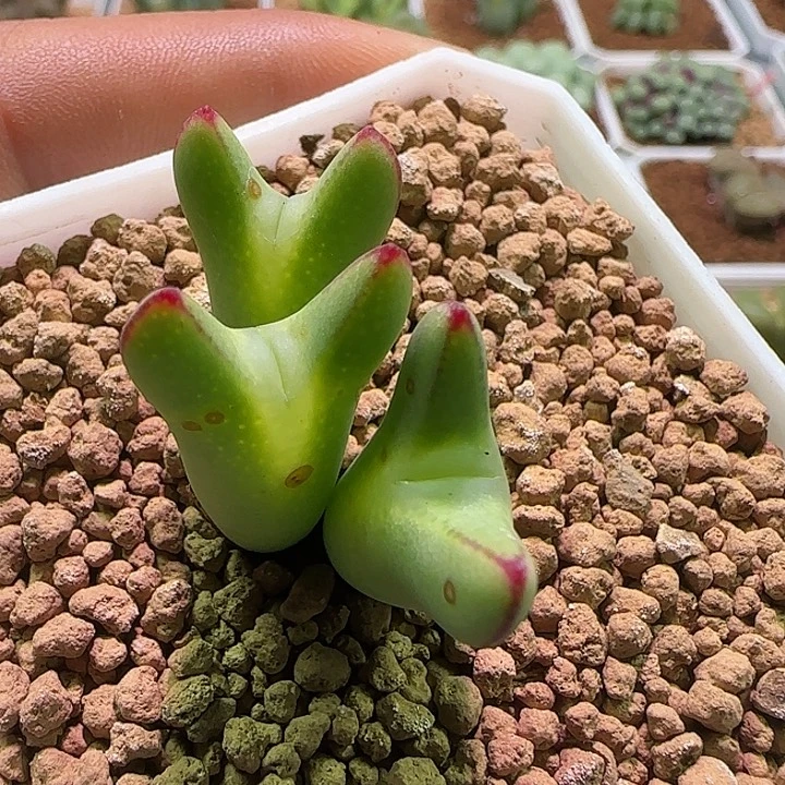 开播福利来啦。635