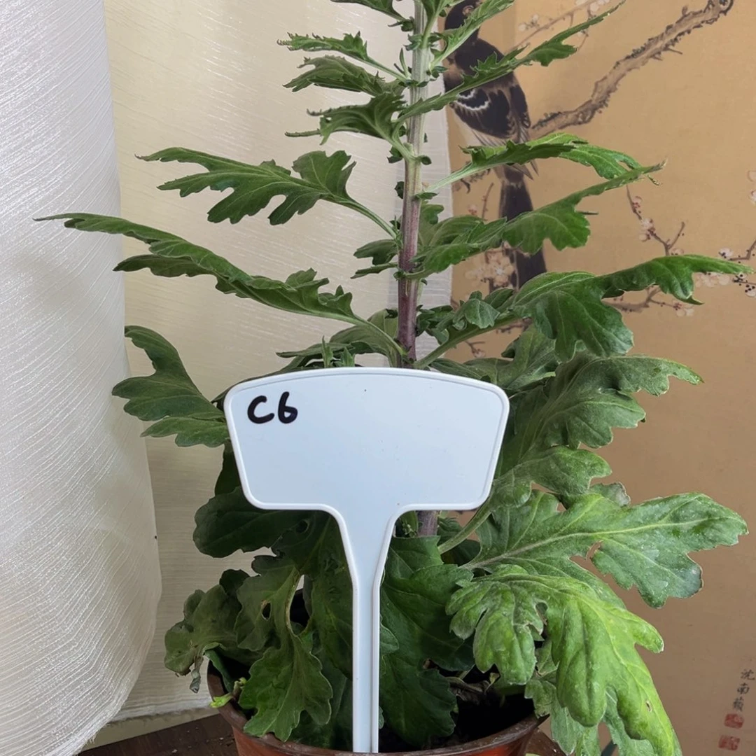 无花朵Cc66666666666