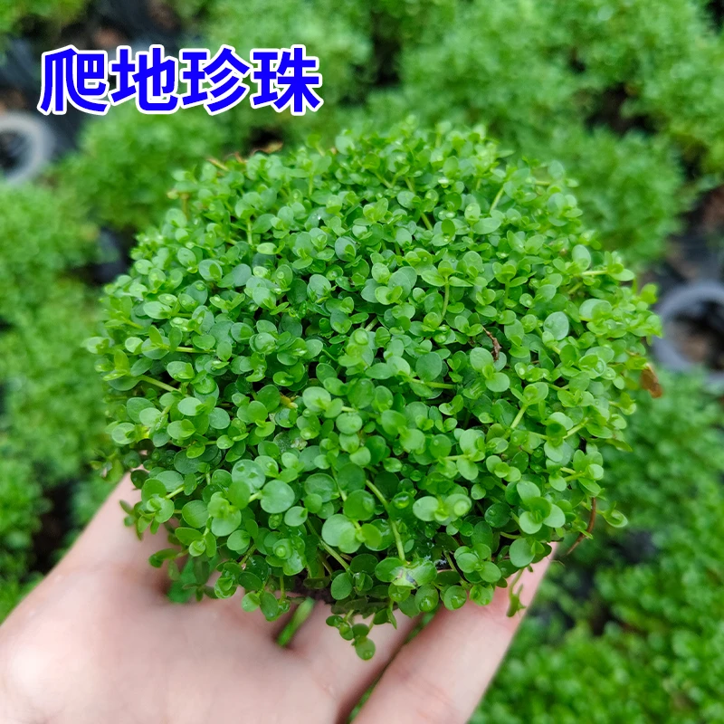 矮珍珠水草新号开播福利鱼缸造景坨草净化水质制造氧气