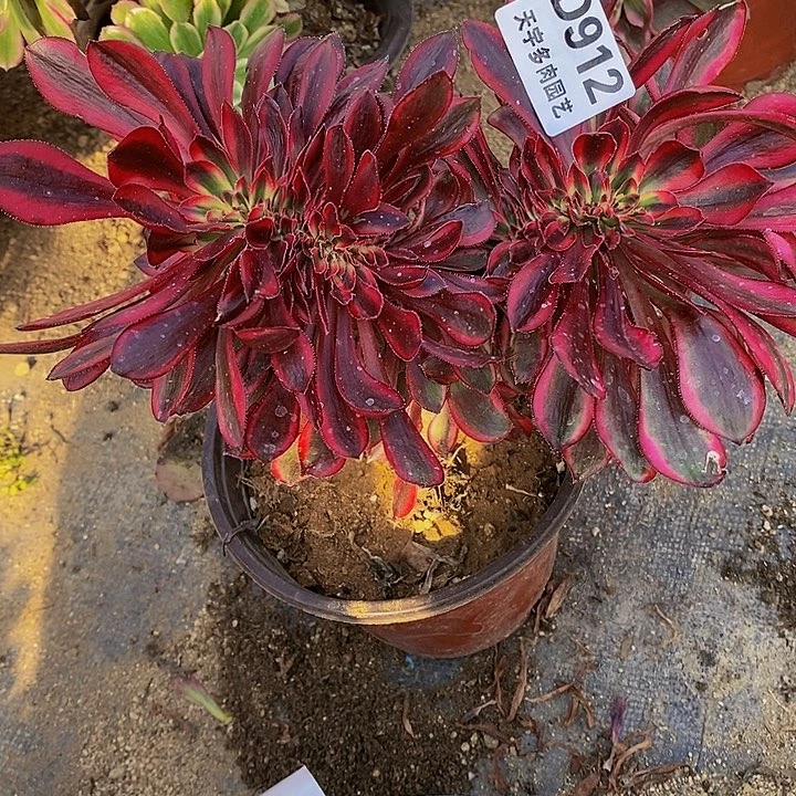 多肉香奈儿缀912多艘