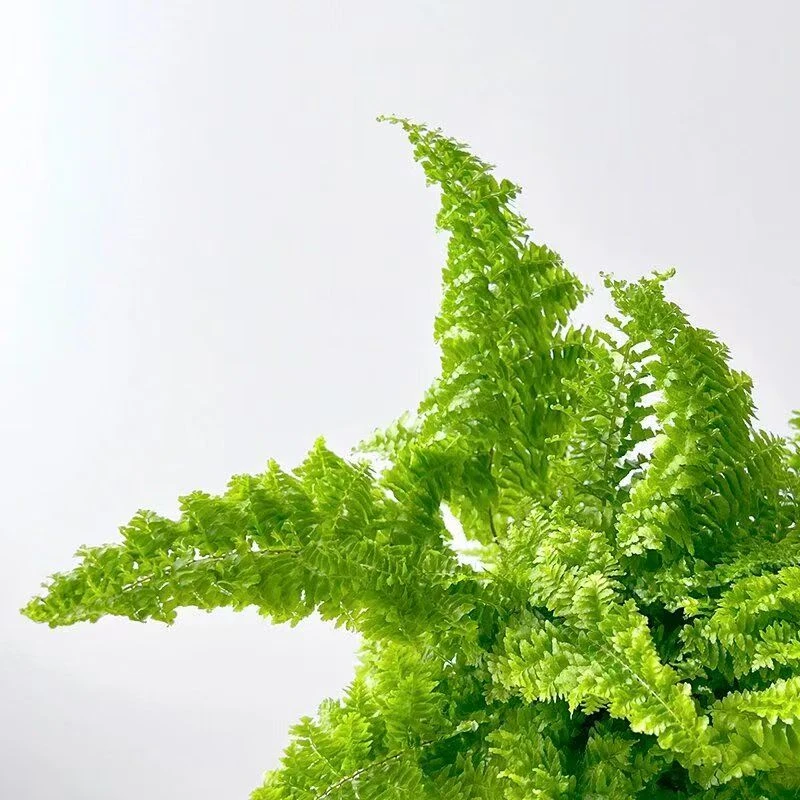 【棉花糖蕨】室内耐阴好养耐旱绿植盆栽