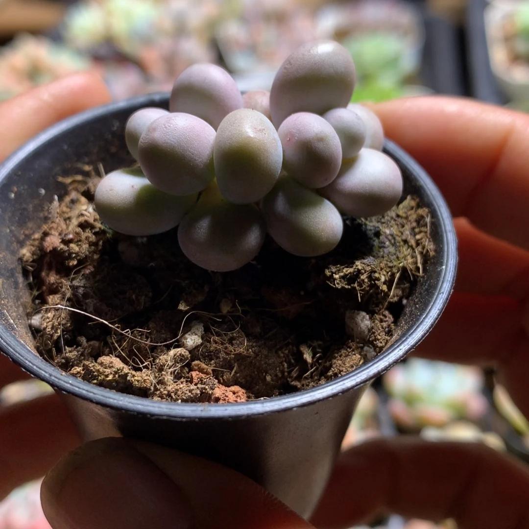 拇指杯双头原始奶一物一拍