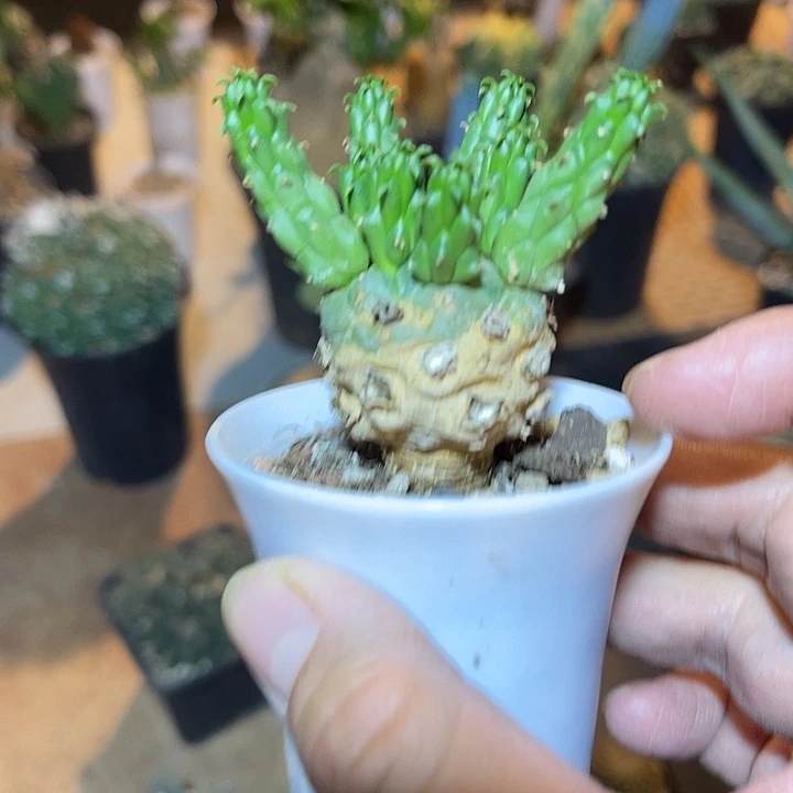 实生九头龙块根一物一拍