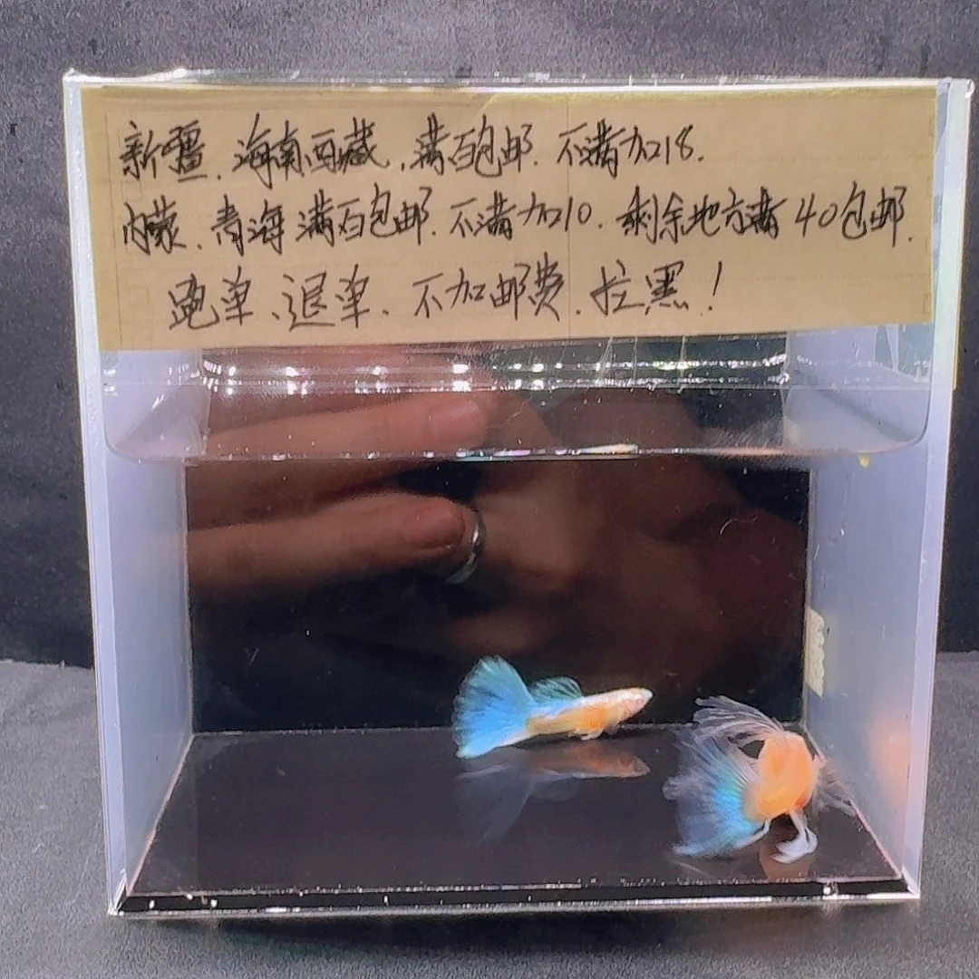 孔雀鱼天空蓝粗C一对
